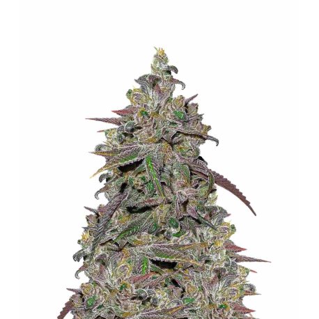 Mendocino Channel Kush