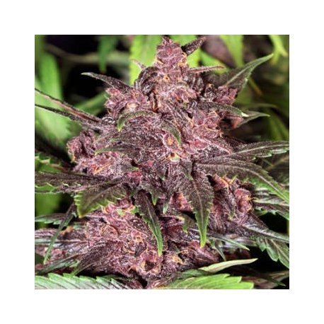 Pakistan Chitral Kush