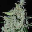Purple Mexican