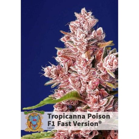 Tropicanna Poison F1