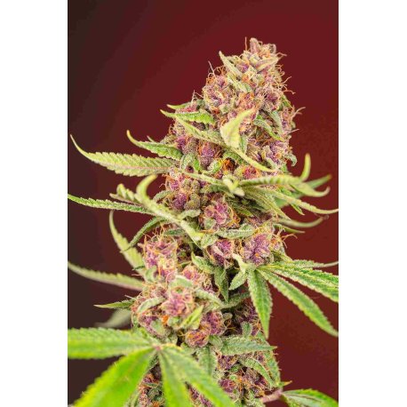 Red Mandarine F1 Fast Version