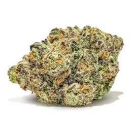Gelato 33