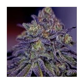 Blue Rhino Granel