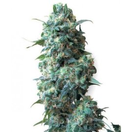 Afghan Granel