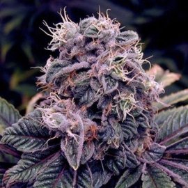 Blueberry Granel