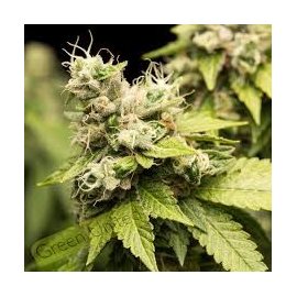 Auto Amnesia Lemon Granel