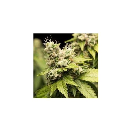 Auto Amnesia Lemon Granel