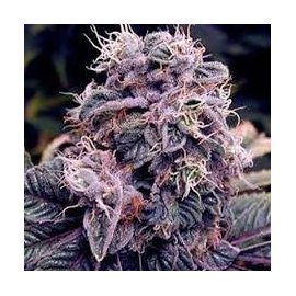 Auto Blueberry