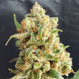 Auto Lemon Haze