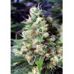 Auto NYC Diesel Granel