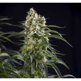 Auto Somango