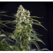 Auto Somango