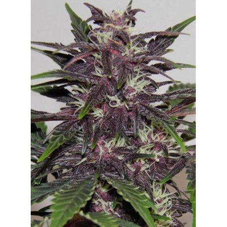 Auto Purple Kush Granel