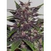 Auto Purple Kush Granel