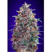 Auto Purple Diesel
