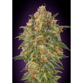 Auto Zkittlez