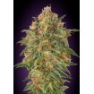 Auto Zkittlez