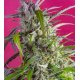 Crystal Candy XL Auto