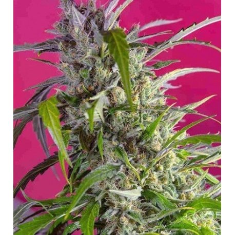 Crystal Candy XL Auto