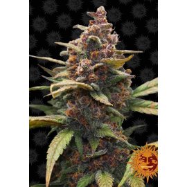 Ayahuasca Purple