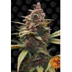 Ayahuasca Purple