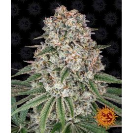 Tropicanna Banana