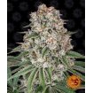 Tropicanna Banana