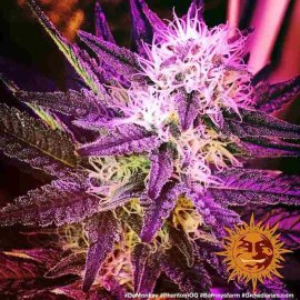 Phantom OG