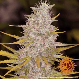 Bad Azz Kush