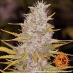 Bad Azz Kush
