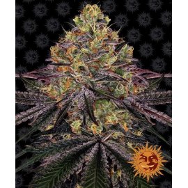 Watermelon Zkittlez