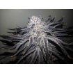 Peyote Purple