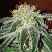 Black Russian 