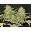 Critical Super Silver Haze