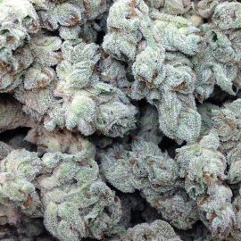 Jagg Kush