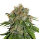 Amnesia Sensi seeds