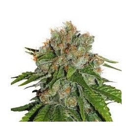 Amnesia Sensi seeds