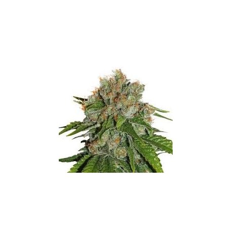 Amnesia Sensi seeds