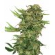 N13 Kush