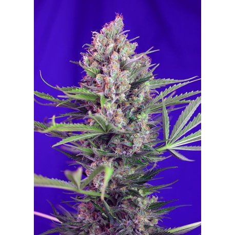 Cream Mandarine  F1
