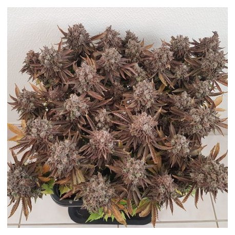 Critical Orange Punch