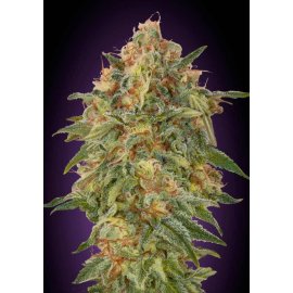 Zkittlez