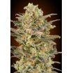 Somango Glue
