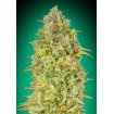 Skunk 47