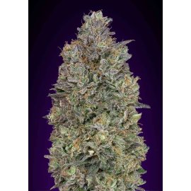 Critical Purple Kush