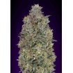 Critical Purple Kush
