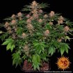Purple Punch Auto