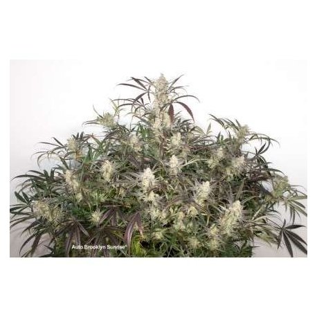 Auto Brooklyn Sunrise