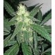 Auto Melon Gum