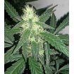 Auto Melon Gum